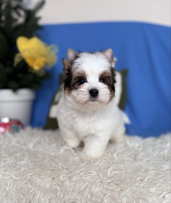 Бівер тер’єр хлопчик