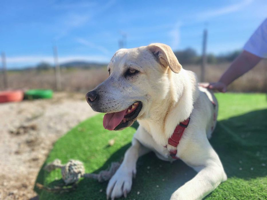 Kanda - cadela média para adoção