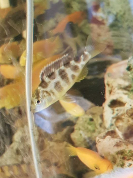 Pyszczak plamisty, pyszczaki Livingstona, Nimbochromis livingstonii