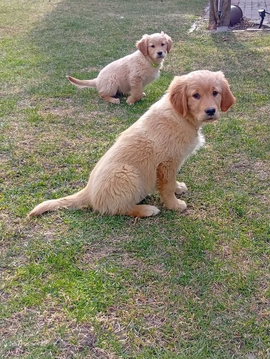 Szczenię golden retriever złota sunia gotowa do odbioru