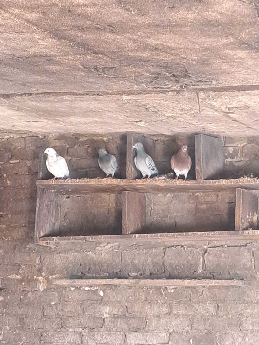 Oddam gołębie za darmo