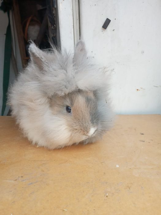 Міні Кріль декоративний