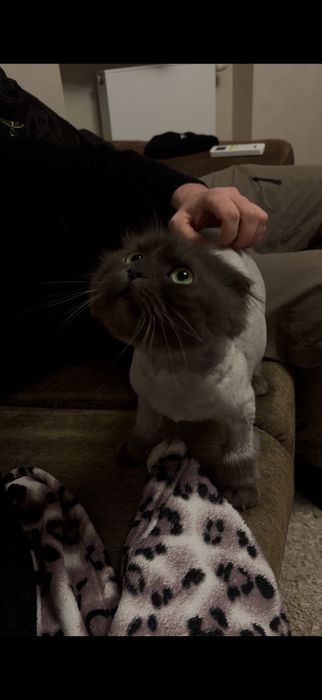 БЕСПЛАТНО отдам кошку в хорошие руки