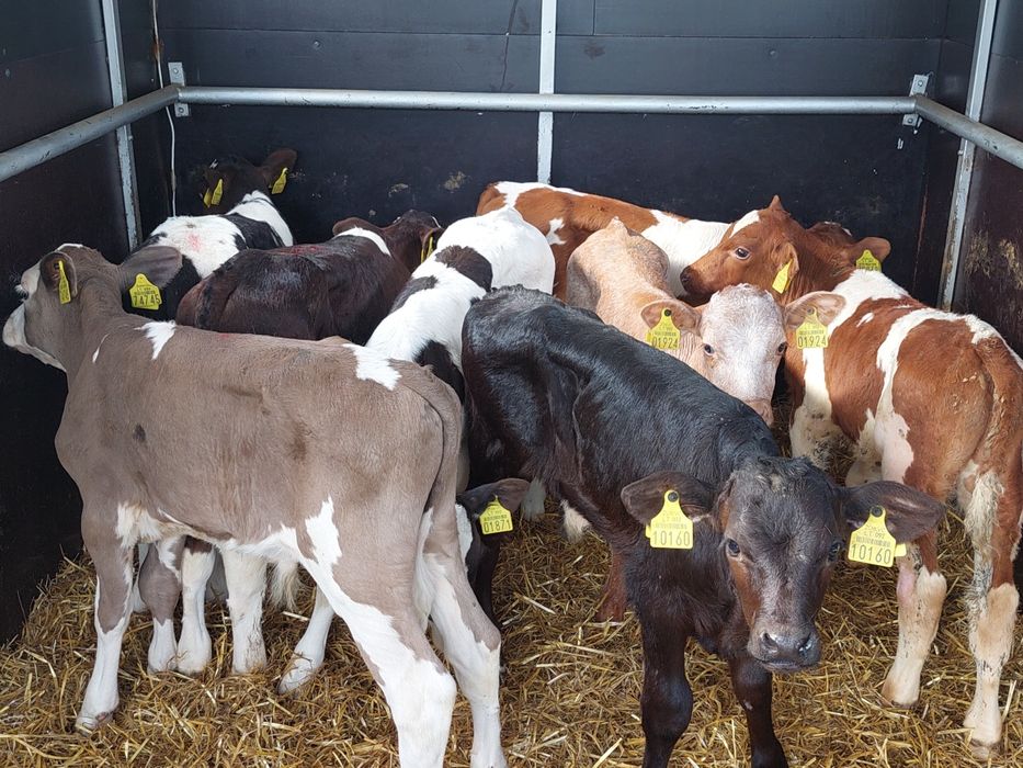 Miesne cieleta byczki Grabów