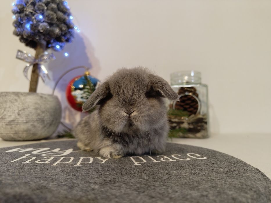 Urocze króliczki Mini Lop. Komplet szczepień. Wolne maluszki.