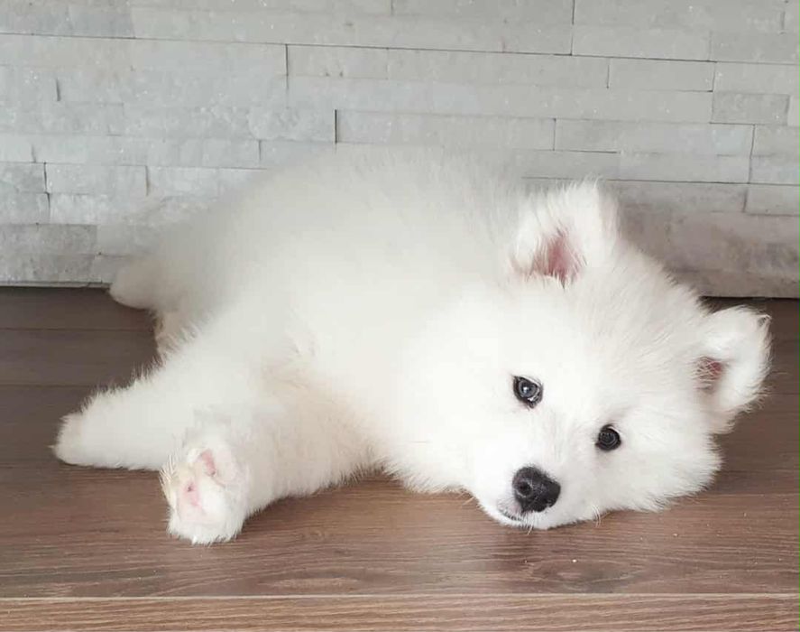 Samoyed piesek gotowy do odbioru