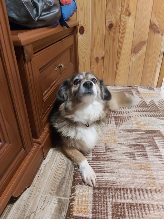 Собачат в добрі руки