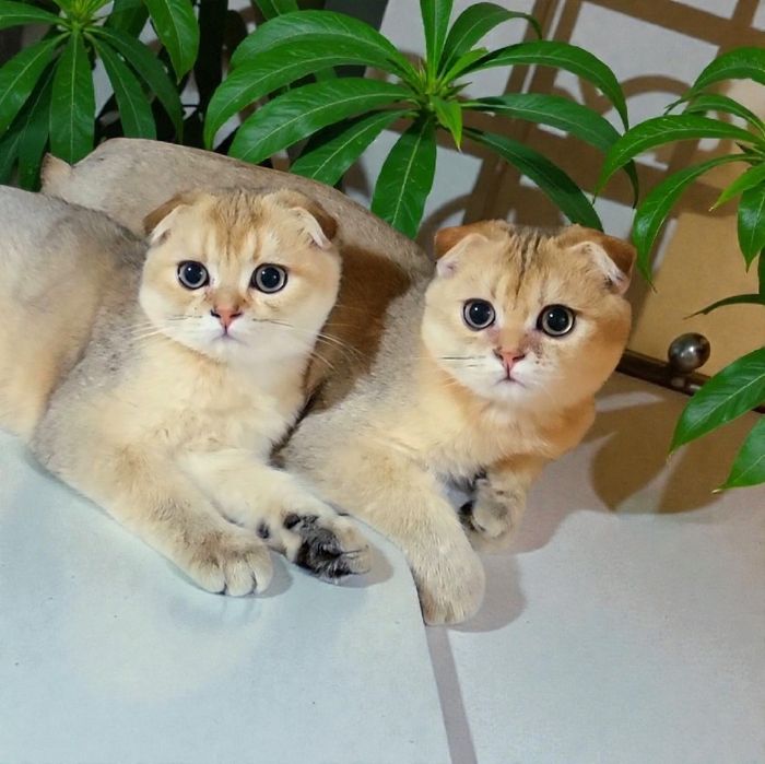 Срочно розпродажа котиков !