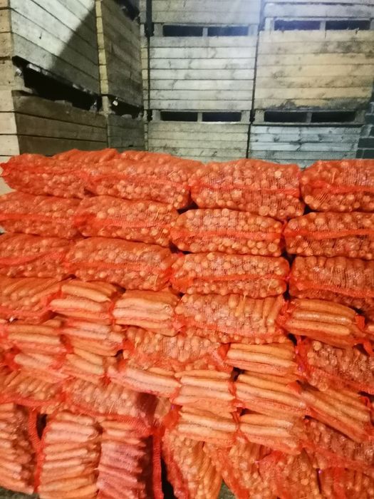 Marchew układana na brudno