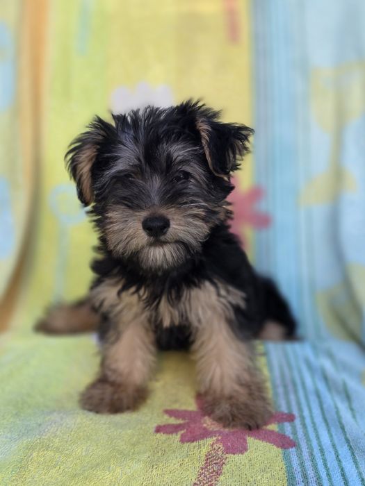 Yorkshire Terrier Macho