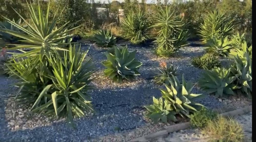 Vendo Yuccas & Catos