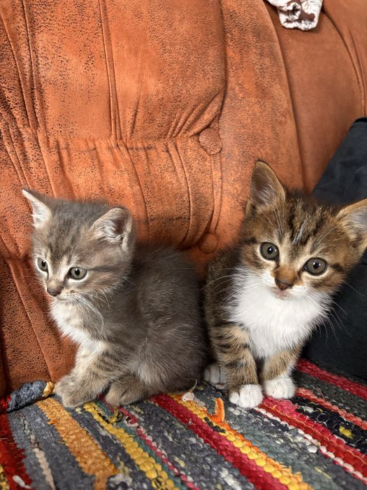 Кошеня шукає дім