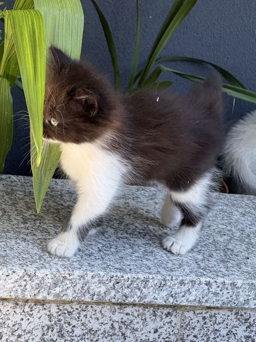Dou 3 gatinhos, 2 pretinhos e 1 branco e preto