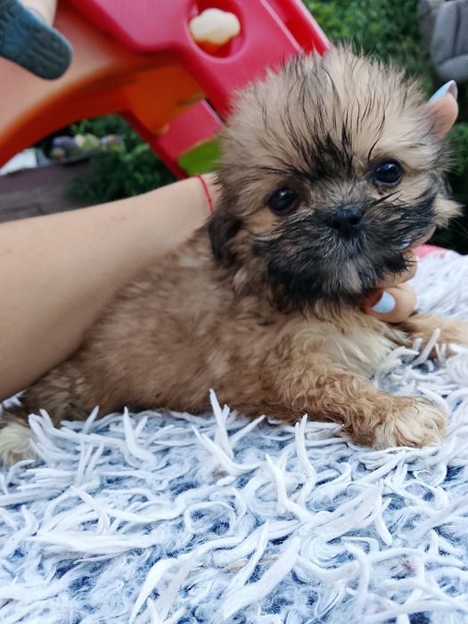 Maleńka dziewczynka Shih tzu  8 tyg szuka domu