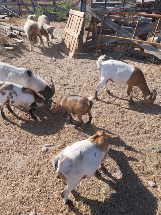 Cabras grandes e pequenas