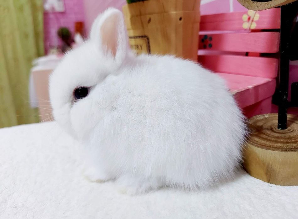 Coelhos anões mini + gaiola nova + alimentação adequada