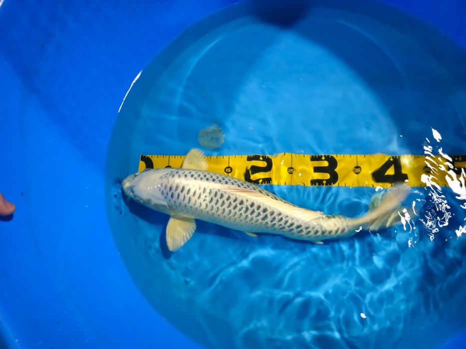 Carpa Koi Gin Matsuba 45cm