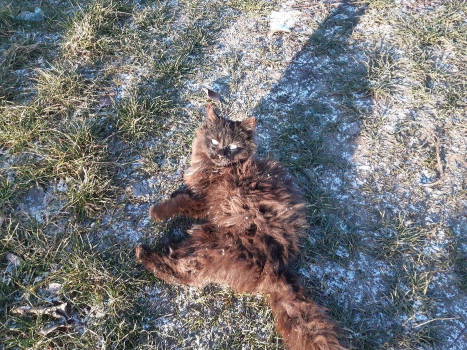 Котеня (Хлопчики/Дівчатка)