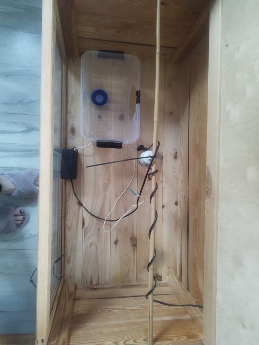 Terrarium jeża pigmejskiego