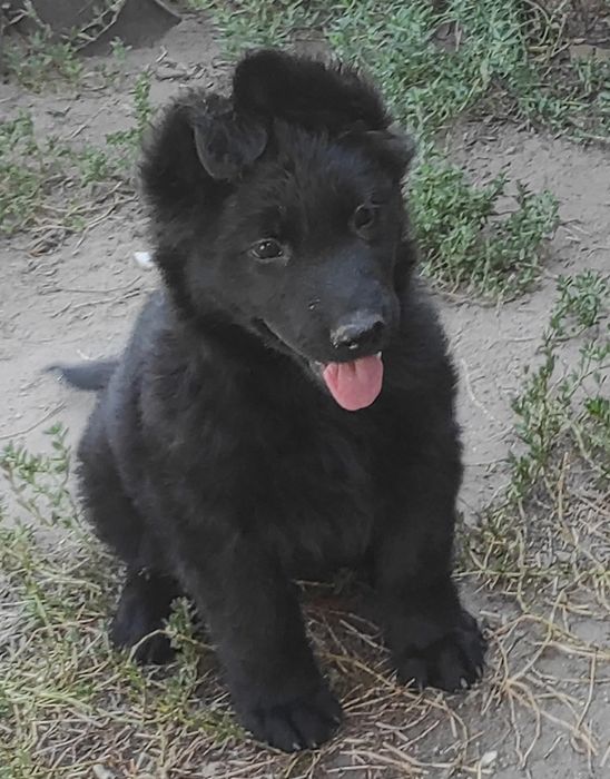 Щенки немецкой черной овчарки.