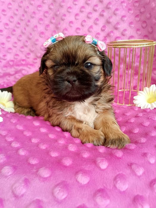 Piękna suczka rasy Shih-Tzu