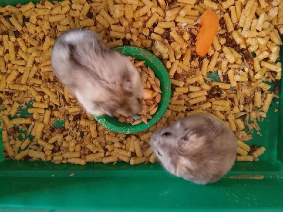 Джунгарский хомяк