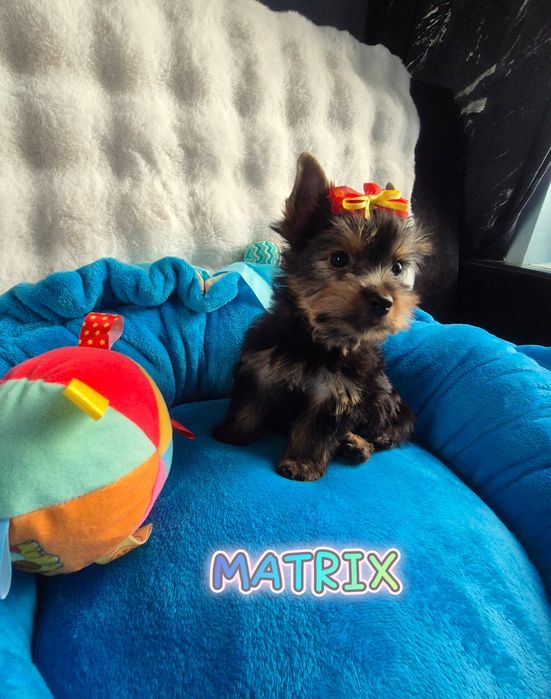 Yorkshire terrier Piesek JUŻ DO ODBIORU