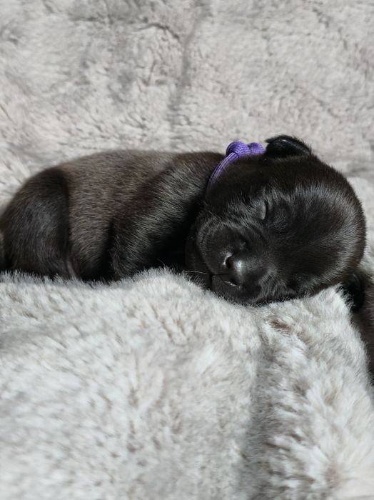 Staffordshire bull terrier,  Staffik