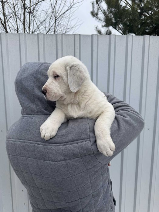 Owczarek środkowoazjatycki