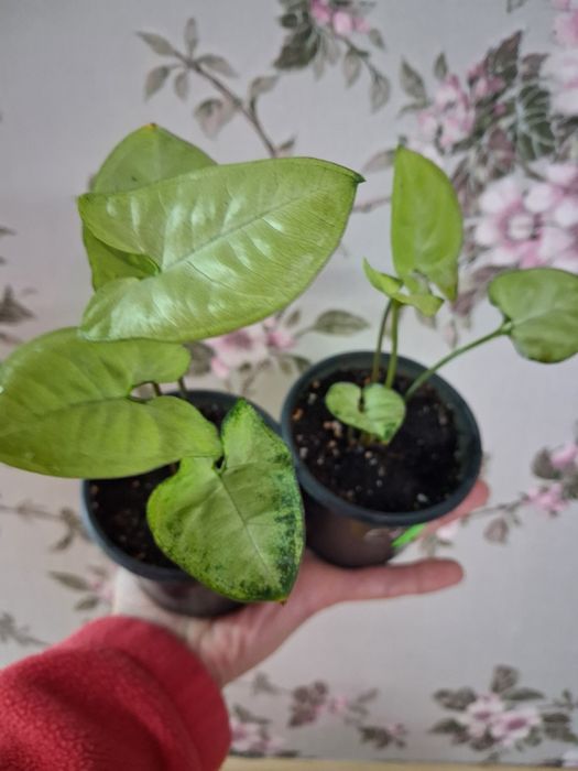 Кімнатні рослини калла,хавортія,сингоніум