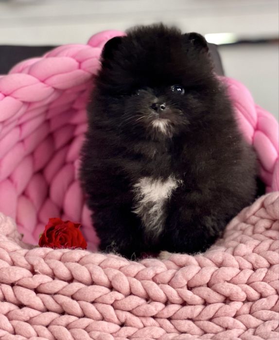 ***Szpic Miniaturowy,Pomeranian-cudowna puchata sunia***