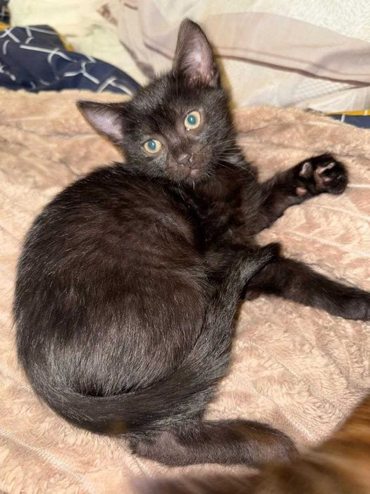 Отдам котят в хорошие руки