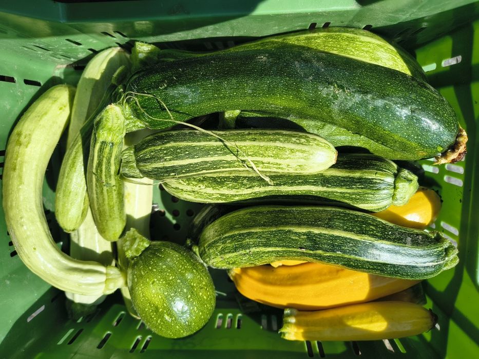 Cukinia BIO mix odmian