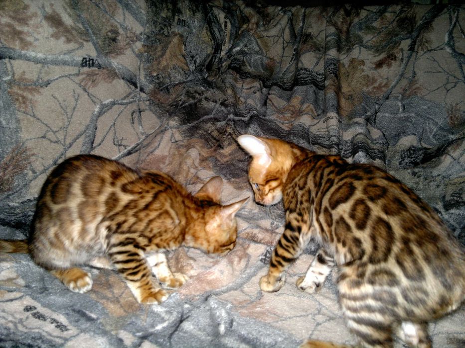 Яскраві бенгалочки для душі чи розведеня