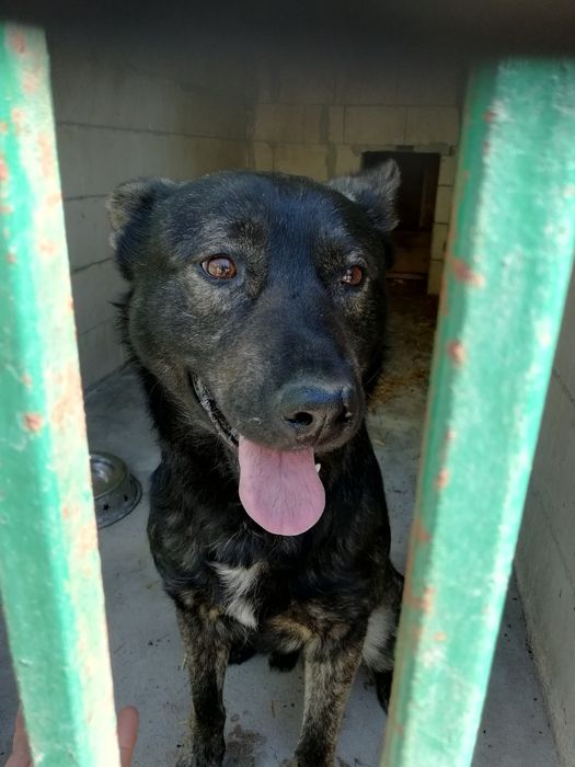 Aktywny Azor szuka domu