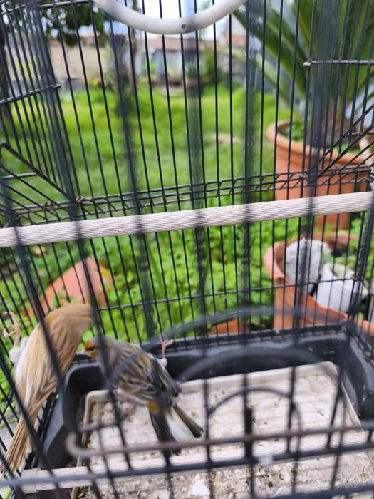 Canários Arlequim Português.