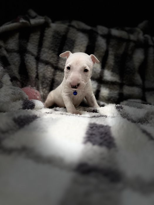 Bulterier miniaturowy chłopak