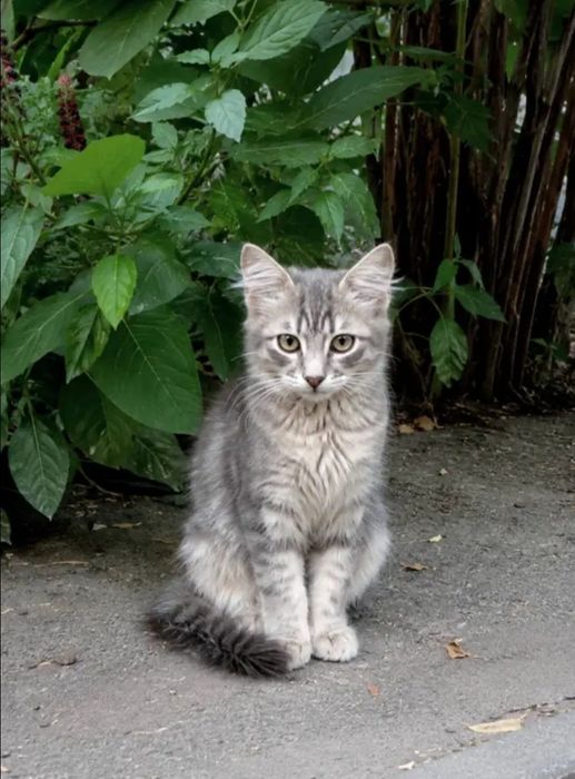 Отдам даром в добрые руки котят