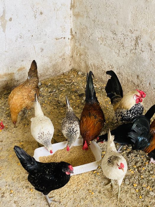 Garnizes de varias cores