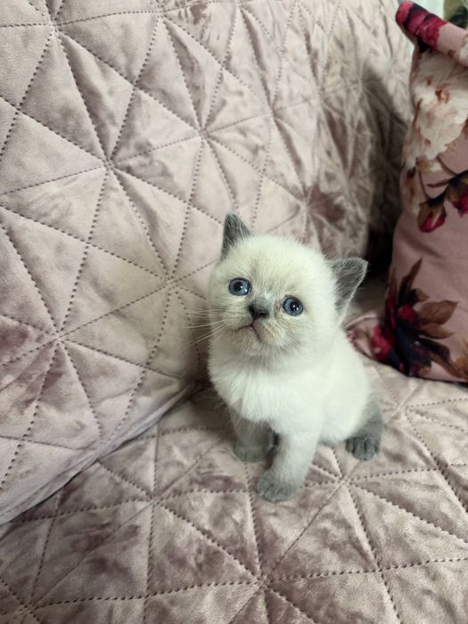 Шотландські кошенята