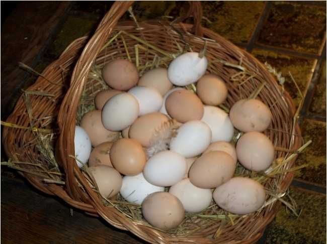 Jajka wiejskie własnego chowu