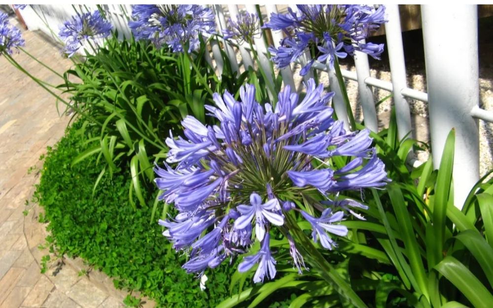 Agapanthus africanus