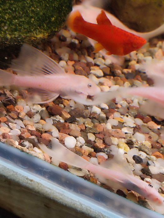 Ancistrus sp L-144 Snów White