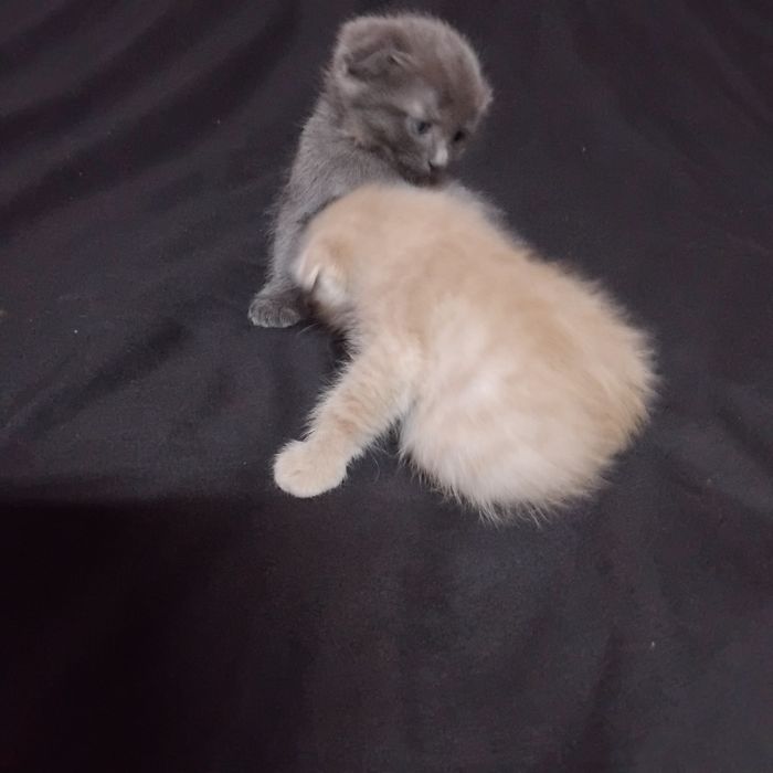 Продам милых котят!!! Британские вислоухие!