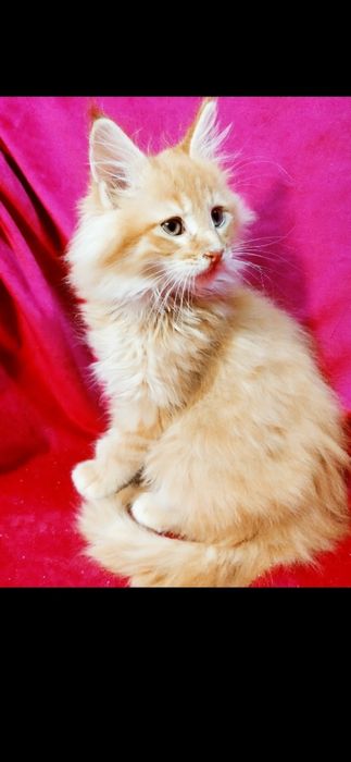 Maine Coon kotka