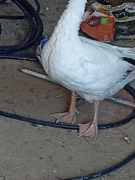 Pato ganso com 6 meses e meio