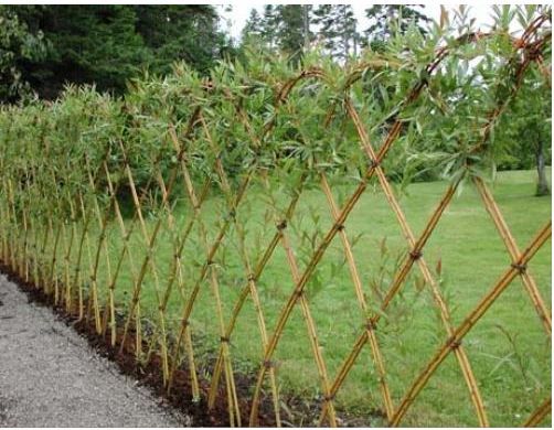 Енергетична верба та тополя 10 сортів