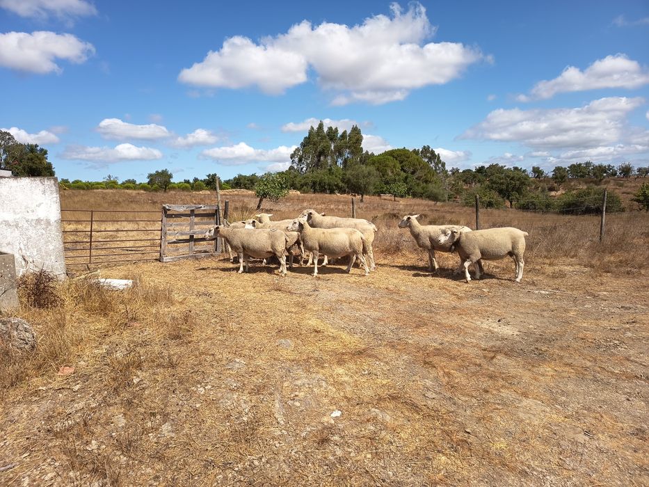 Vende -se pequenos rebanho de ovelhas
