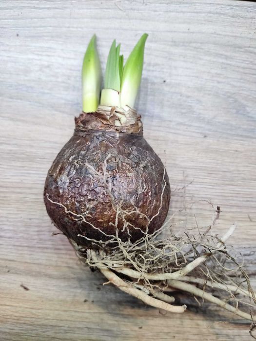 Amarylis zwartnica hippeastrum Royal Velvet czerwona 1 cebula za 24 zł