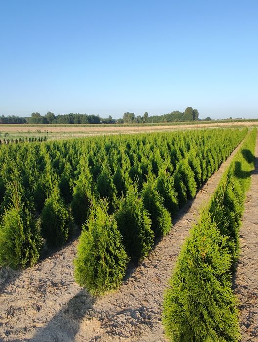 Tuja Szmaragd z gruntu